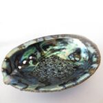 Abalone Schelp