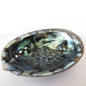 Abalone Schelp