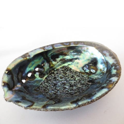 Abalone Schelp