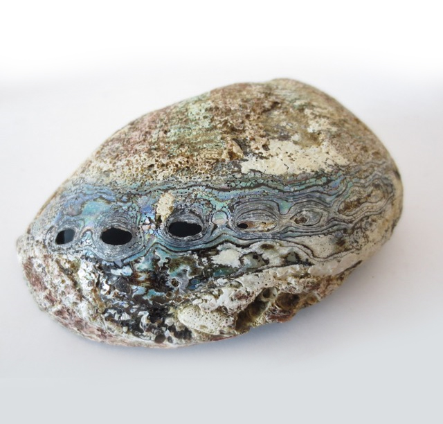 Abalone Schelp - Afbeelding 2