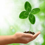 PS47 Four-Leaf Clover