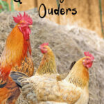 GL051 Geweldige Ouders